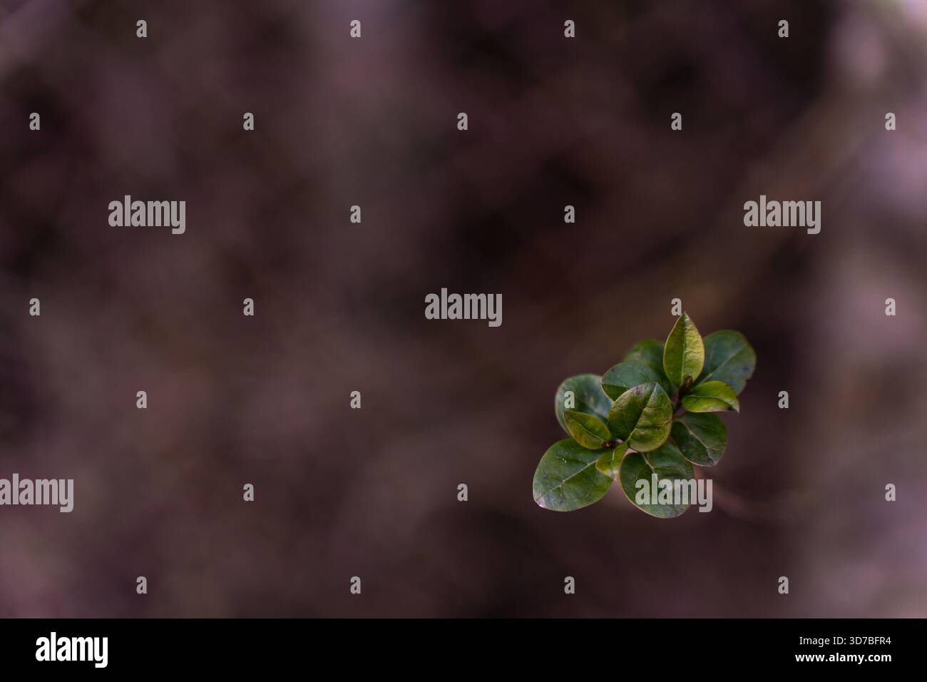 Vivace collezione floreale primavera ed estate: Girasoli, rose e fiori selvatici Foto Stock