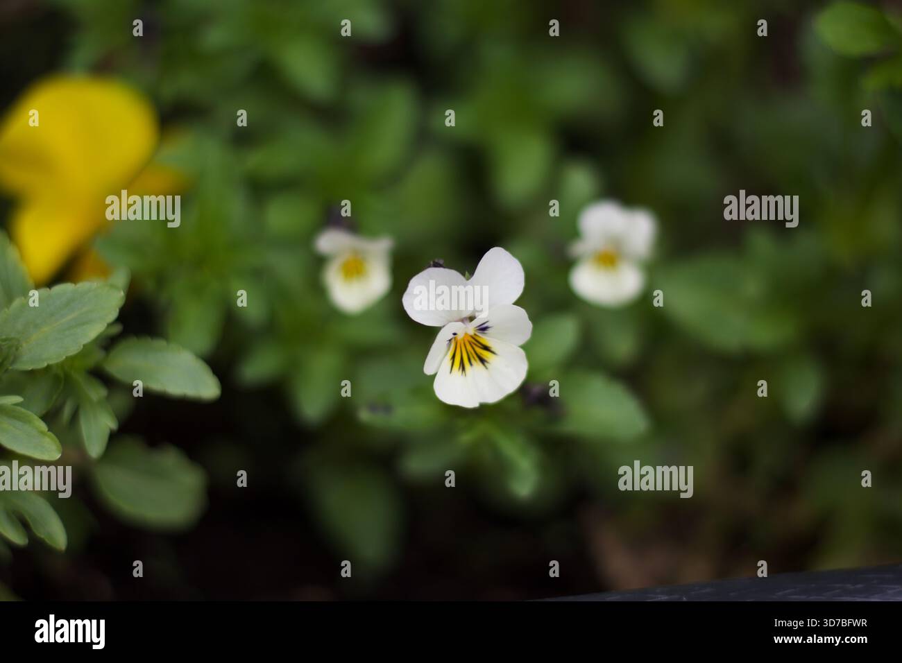 Vivace collezione floreale primavera ed estate: Girasoli, rose e fiori selvatici Foto Stock