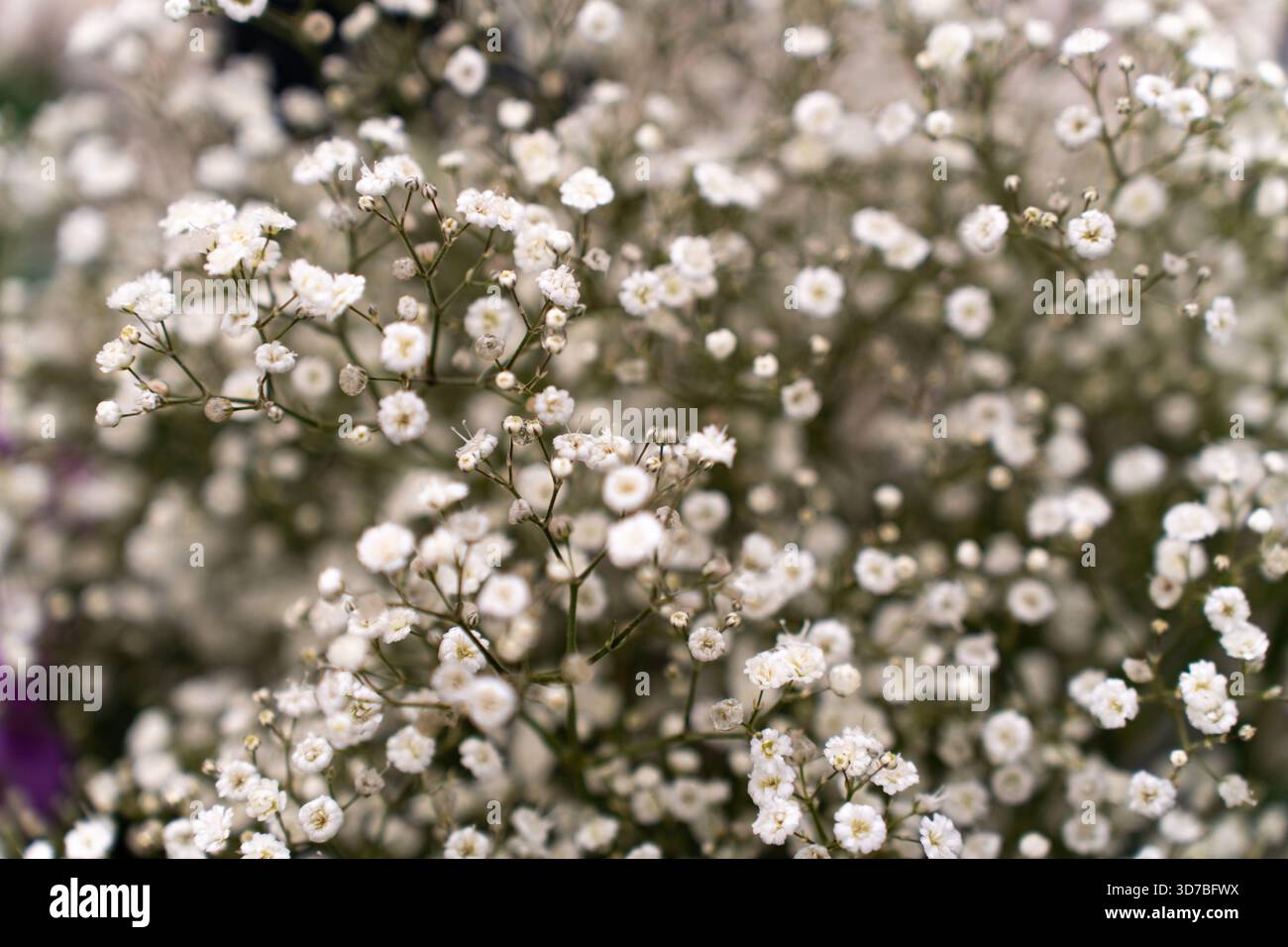 Vivace collezione floreale primavera ed estate: Girasoli, rose e fiori selvatici Foto Stock