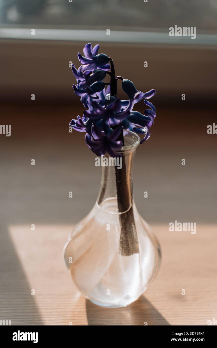 Vivace collezione floreale primavera ed estate: Girasoli, rose e fiori selvatici Foto Stock