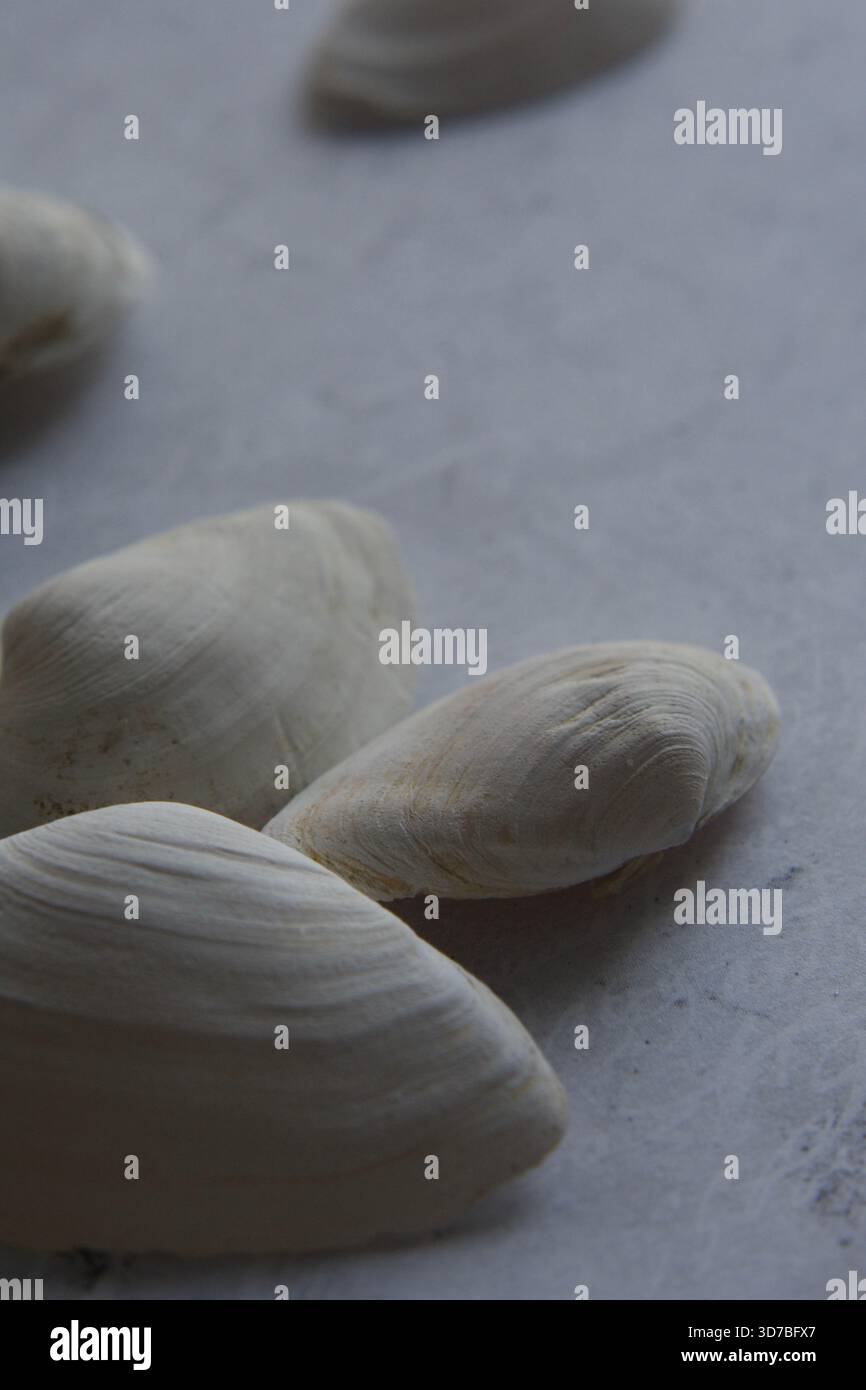 Quattro piccole conchiglie marine bianche disposte diagonalmente su uno sfondo blu testurizzato e turchese simile all'acqua Foto Stock