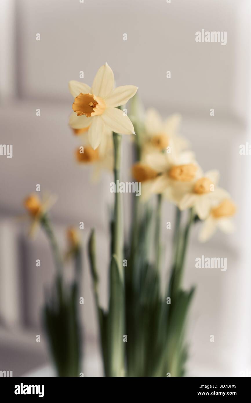 Vivace collezione floreale primavera ed estate: Girasoli, rose e fiori selvatici Foto Stock