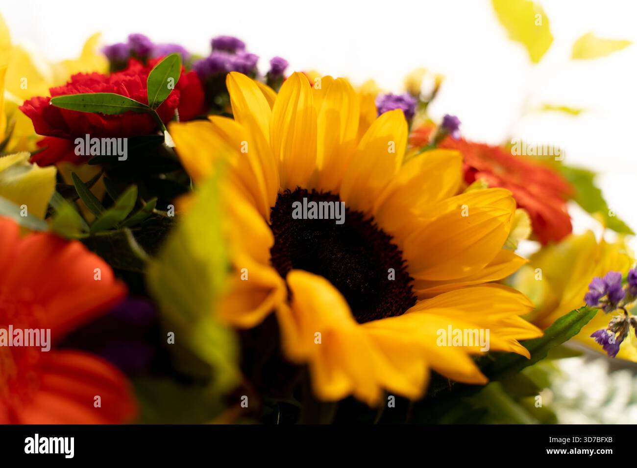 Vivace collezione floreale primavera ed estate: Girasoli, rose e fiori selvatici Foto Stock