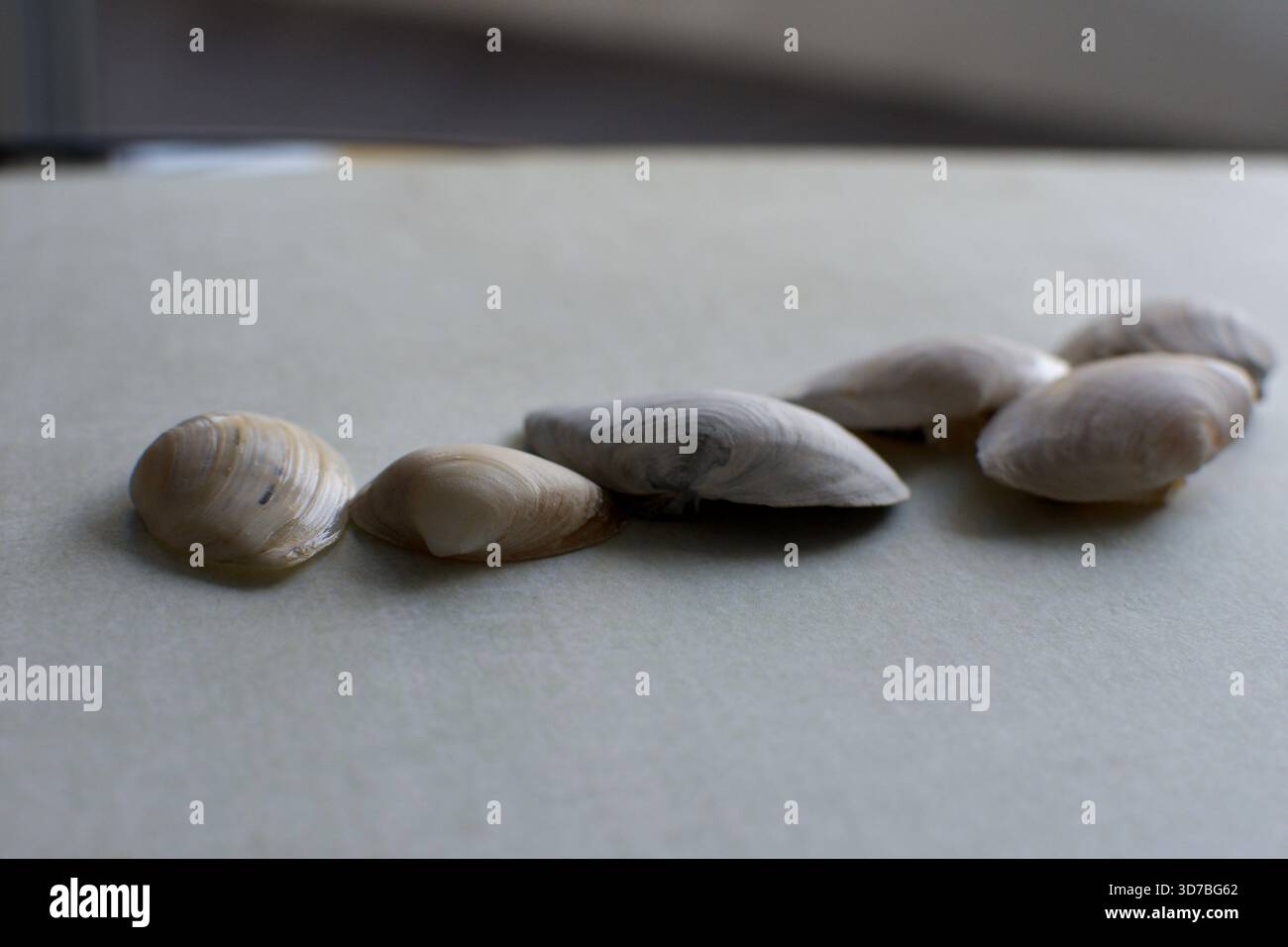 Quattro piccole conchiglie marine bianche disposte diagonalmente su uno sfondo blu testurizzato e turchese simile all'acqua Foto Stock