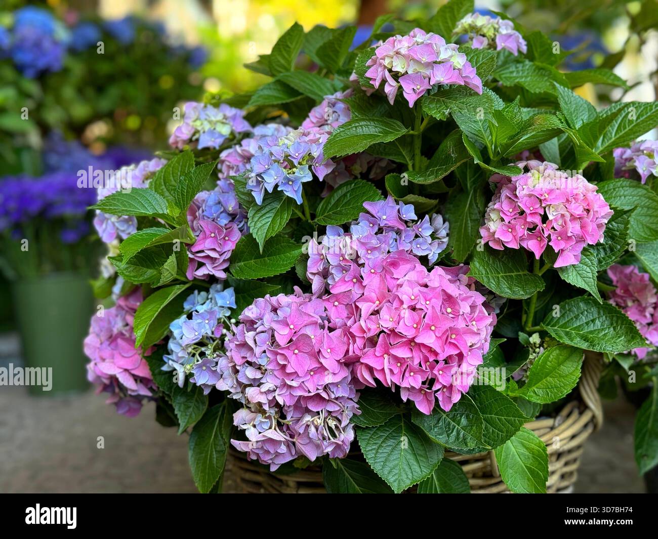 Ortensia fiori rosa blu petali nel cestino Foto Stock