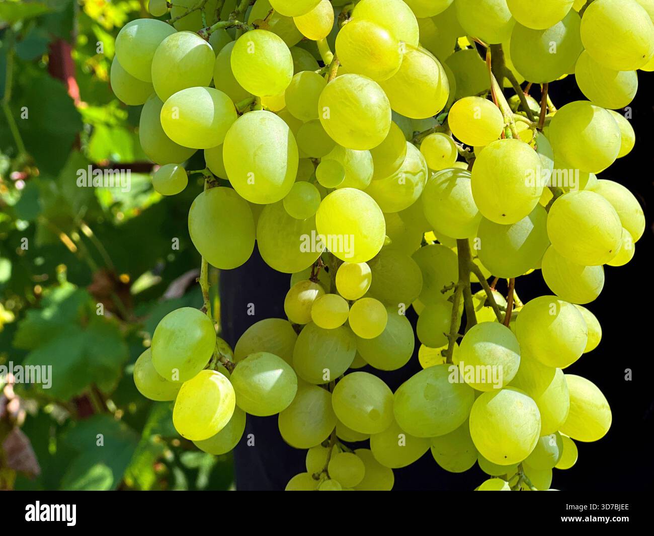 Grappoli d'uva, frutti di bosco maturi e deliziosi Foto Stock