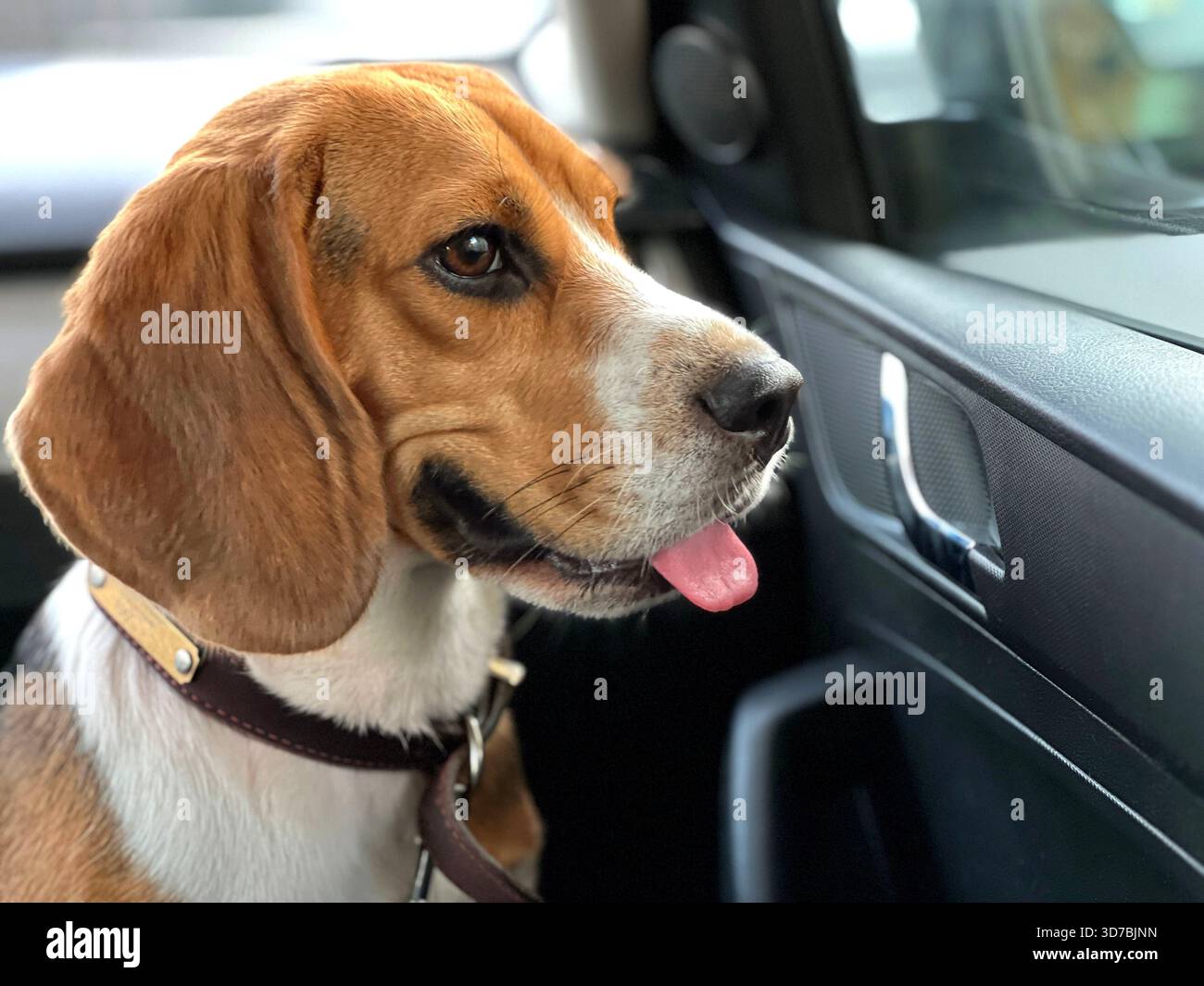 Cucciolo di cane Beagle che guarda dal finestrino della macchina Foto Stock