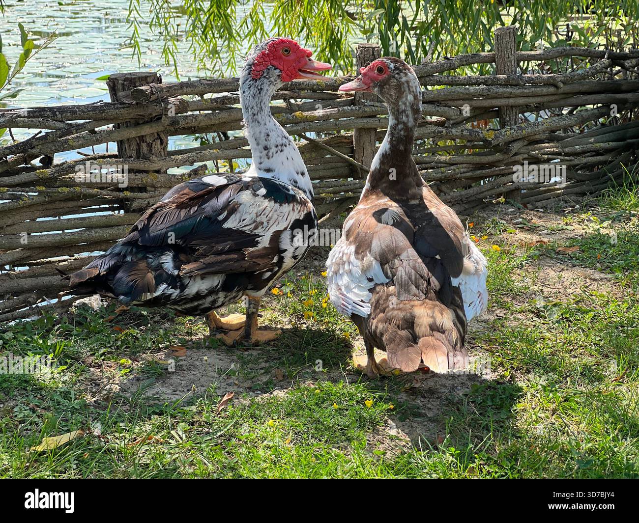 Due anatre muscolose nella fattoria. Foto Stock