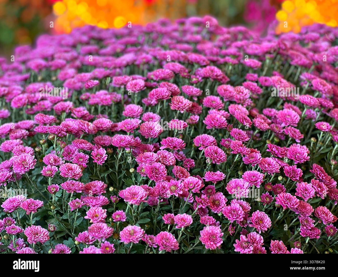 Bouquet di fiori rosa al crisantemo Foto Stock