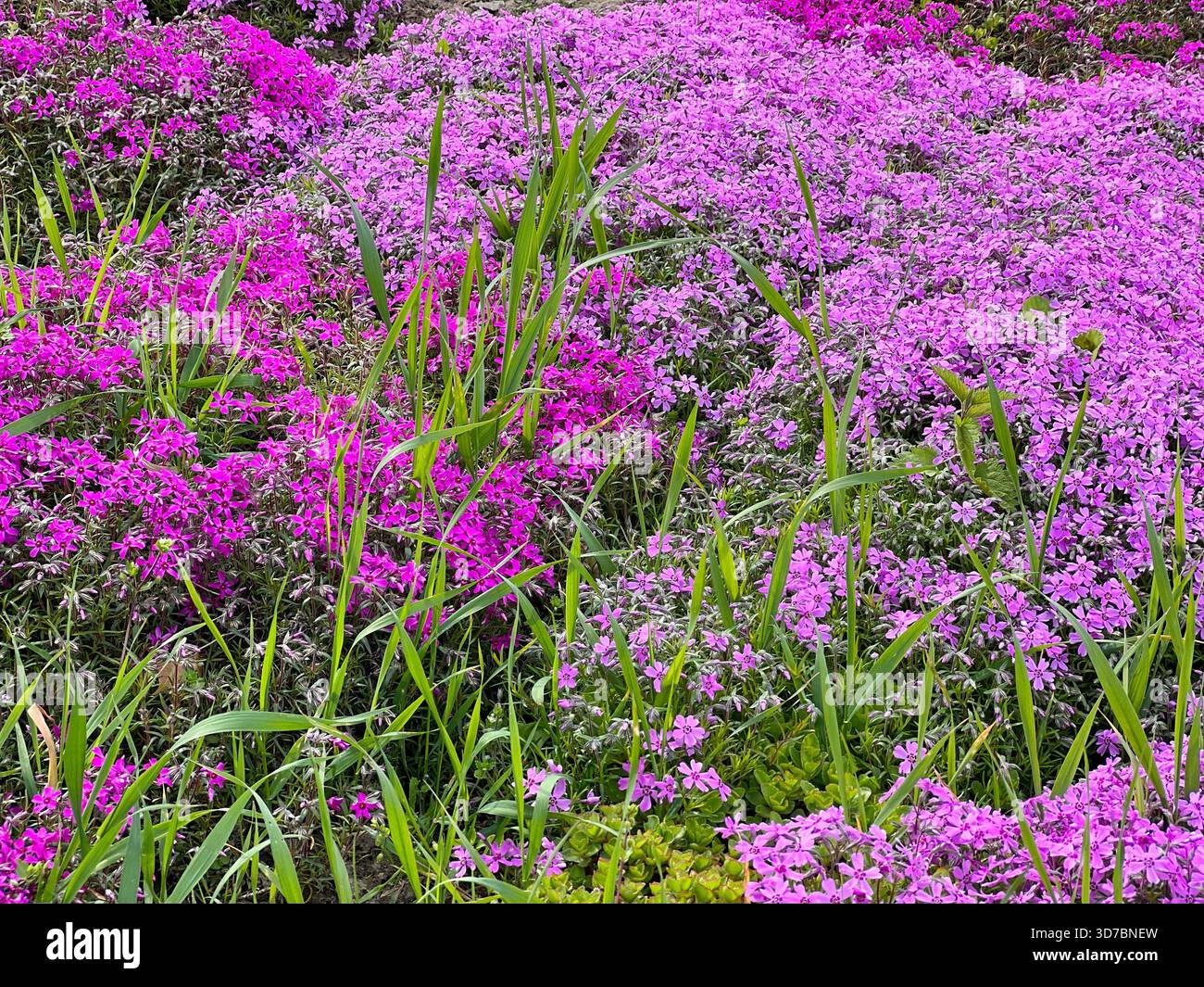 Fiori selvatici Phlox alpini piccoli fiori colorati rosa e viola Foto Stock