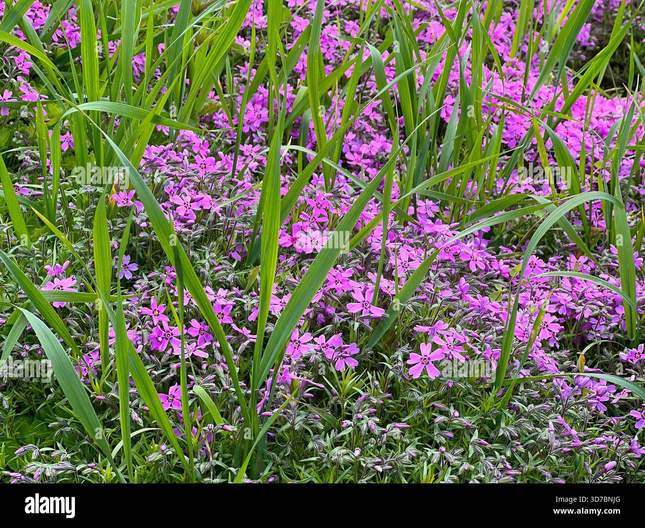 Fiori rosa Phlox subulata muschio strisciante nell'erba Foto Stock