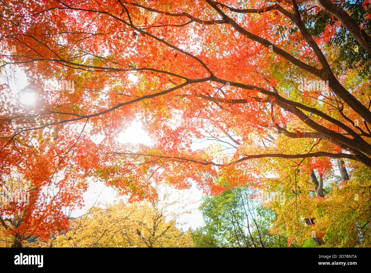 Foglie autunnali vibranti e luce solare che filtrano attraverso gli alberi Foto Stock