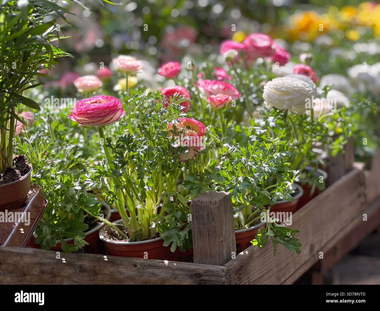 Ranunculus fiori rosa bianco giallo fioritura in scatola di legno Foto Stock