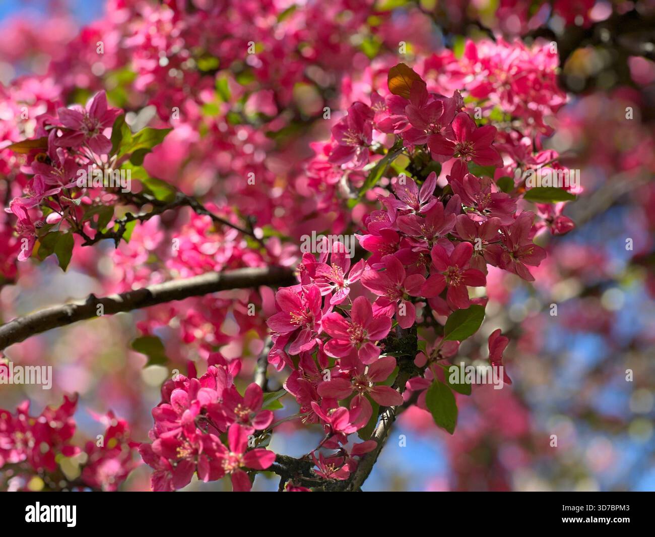 Fiori rosa fiori di mela granchio malus nel giardino primaverile Foto Stock