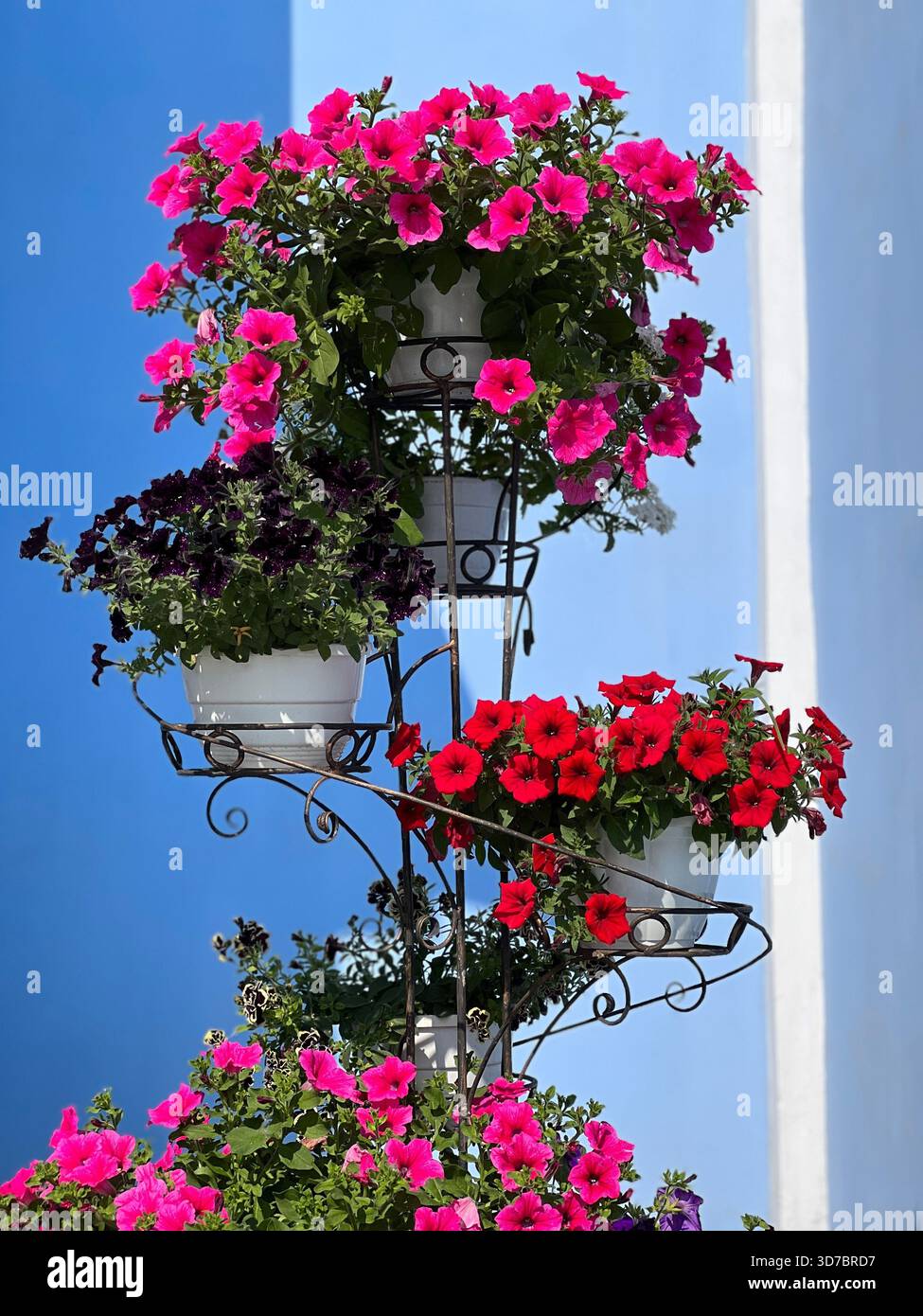 Fiori di Petunia rosa rosso viola in vasi di fiori Foto Stock
