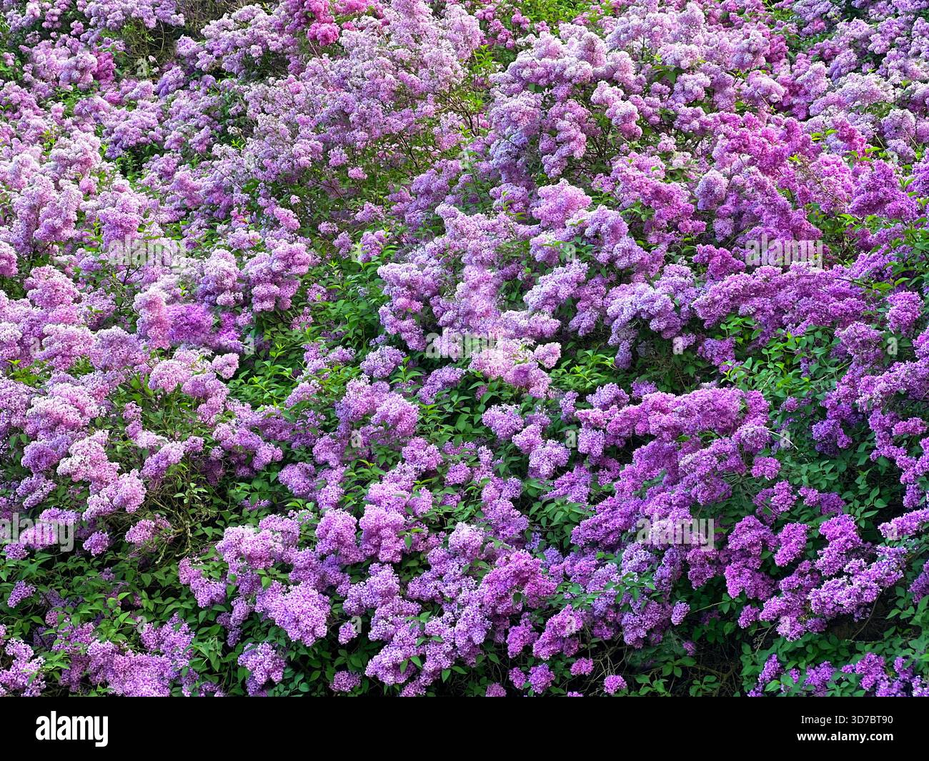 Fiori di lilla rosa viola arbusti nel parco primaverile Foto Stock