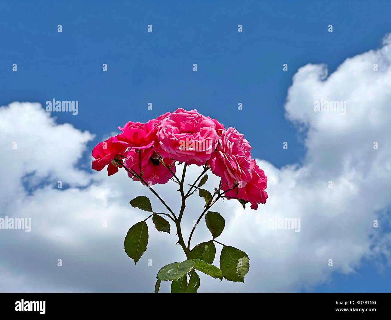 Rose rosa sulle nuvole del cielo i Foto Stock