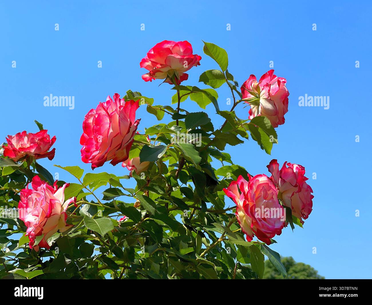 Bush di rose splendidi fiori rossi e bianchi sul cielo blu Foto Stock