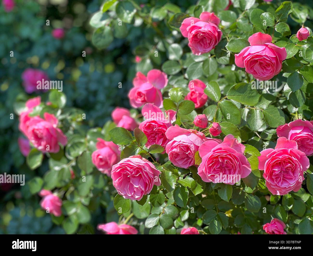 Roseboto bellissimi fiori rosa i Foto Stock