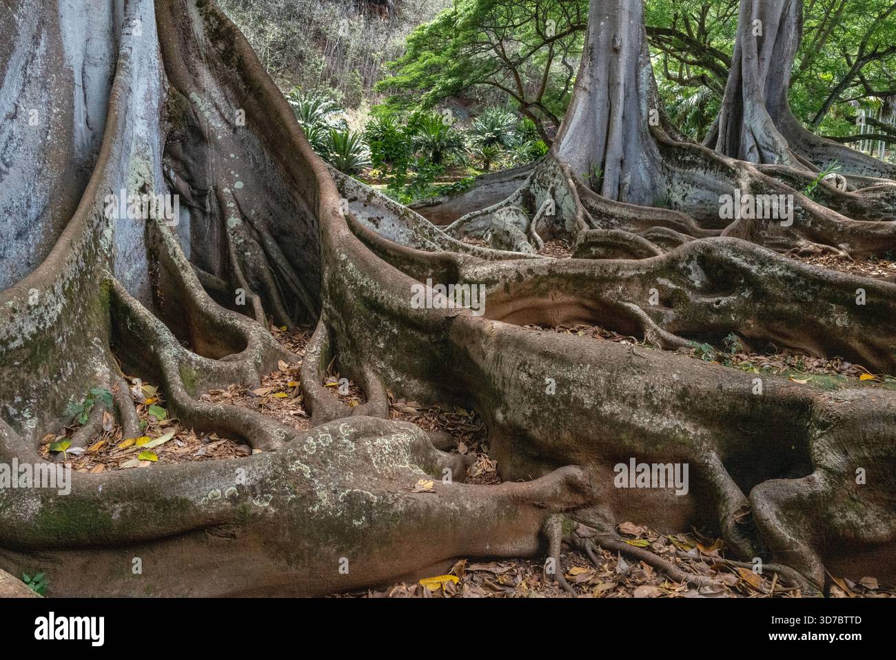 Primo piano del sistema di radici degli alberi di fichi di Moreton Bay nell'Allerton Garden presso il National Tropical Botanical Garden di Kauai Hawaii, Stati Uniti Foto Stock