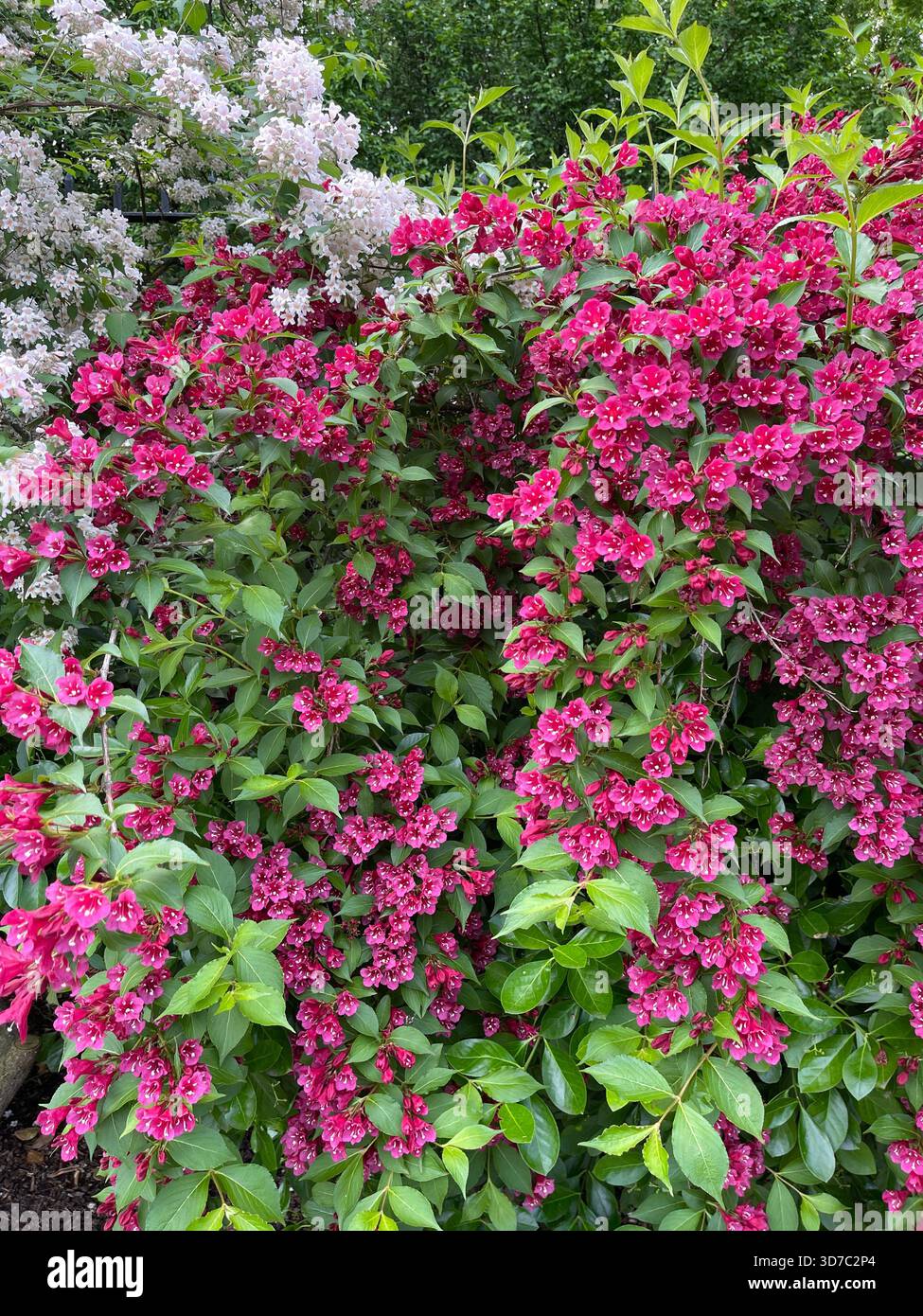 Il rosso vivace Weigela florida "French Lace" porta un ricco colore primaverile a Central Park. - Immagine stock catturata con smartphone