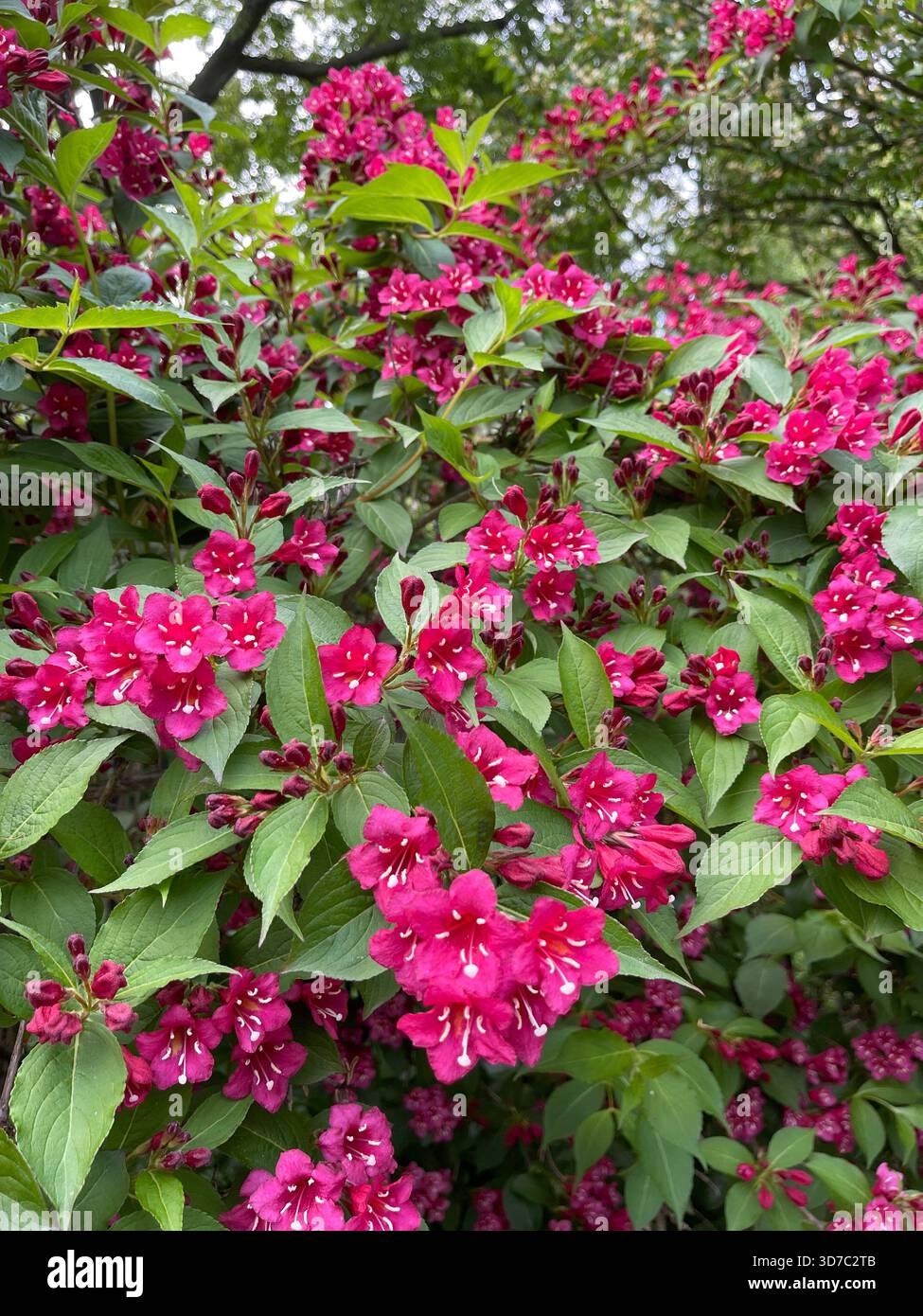 Il rosso vivace Weigela florida "French Lace" porta un ricco colore primaverile a Central Park. - Immagine stock catturata con smartphone