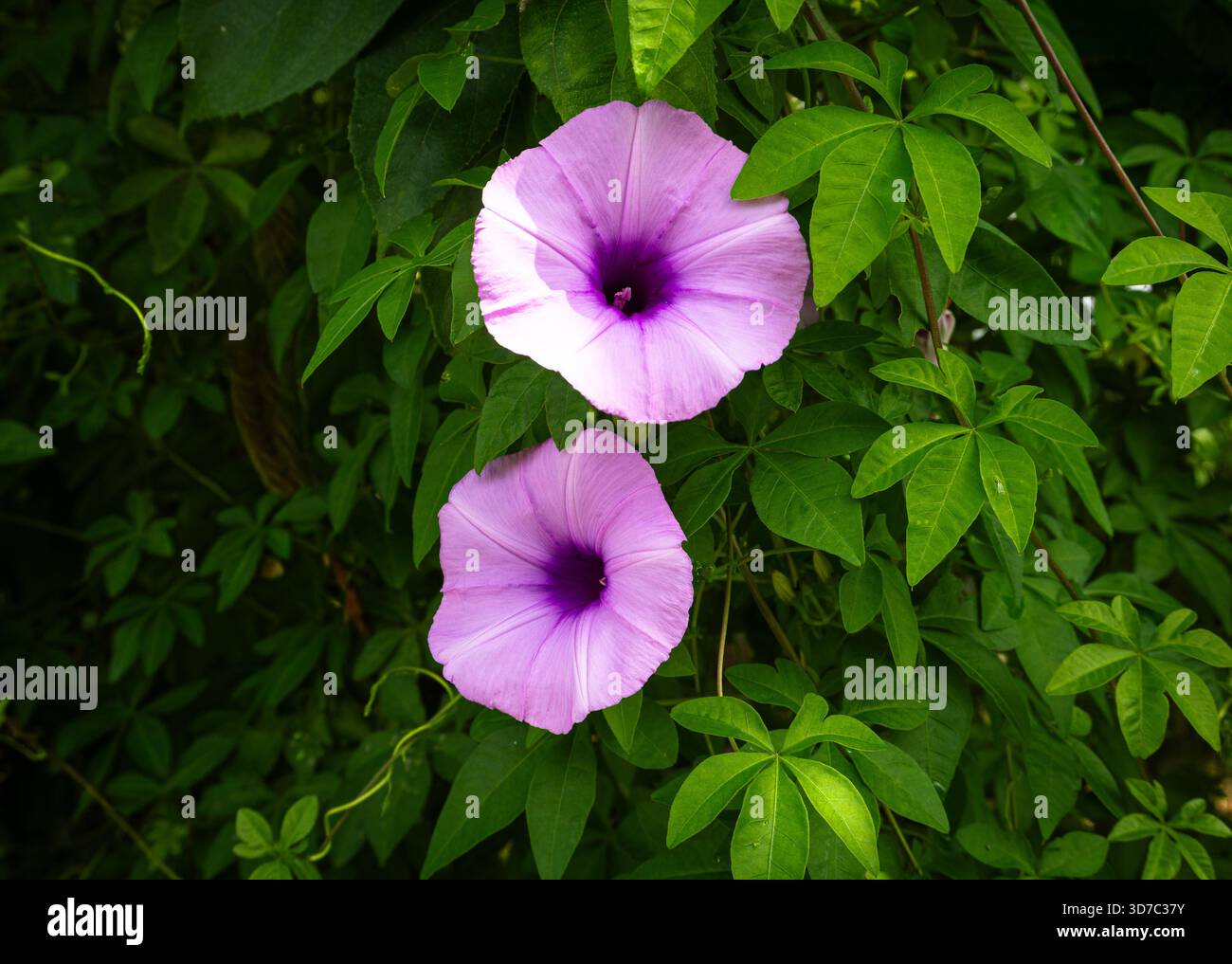 Due fiori viola Morning Glory (Ipomoea) che crescono tra foglie verdi lussureggianti in un giardino tropicale in Malesia. L'immagine mostra petali vivaci, l Foto Stock