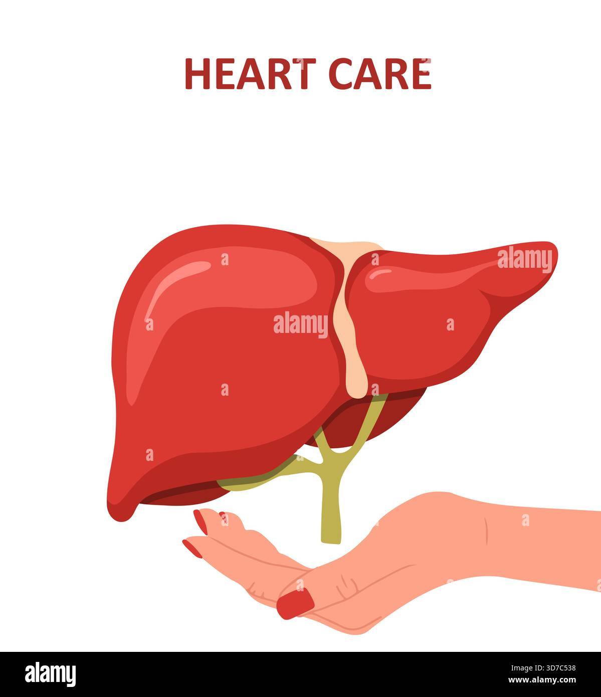 Donazione di fegato. Anatomia epatica umana. Trattamento della malattia con illustrazione medica. Concetto di assistenza sanitaria. Progettazione vettoriale Illustrazione Vettoriale