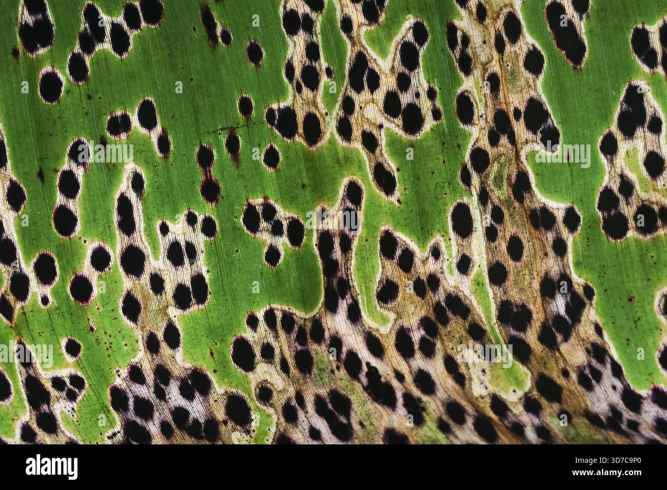 Dettaglio ravvicinato della struttura della foglia verde con malattia e danno fungo. la pianta malata mostra macchie nere e decadimento, creando uno sfondo astratto di natura Foto Stock