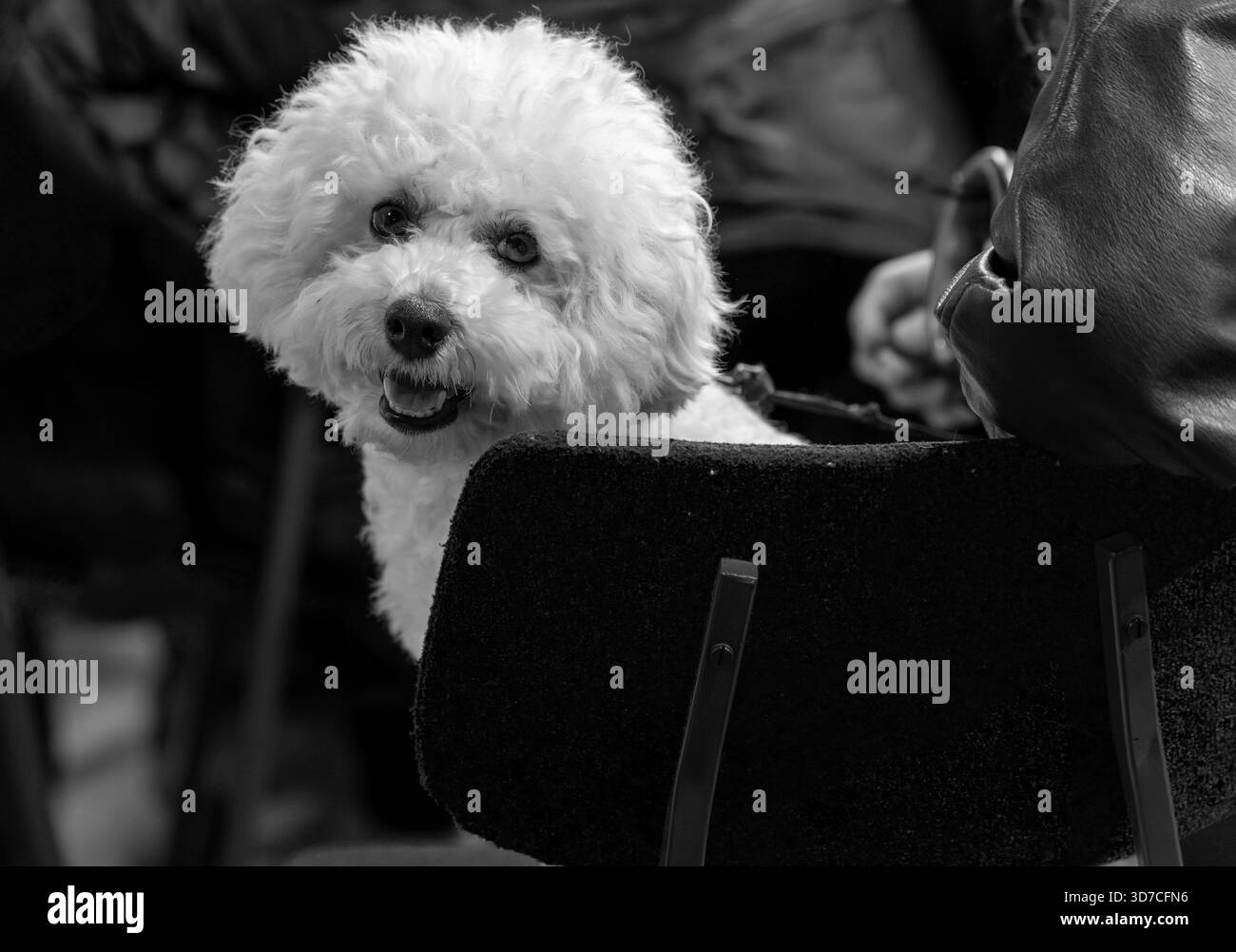 Cucciolo di cotone. Tonalità monocromatiche. Foto Stock