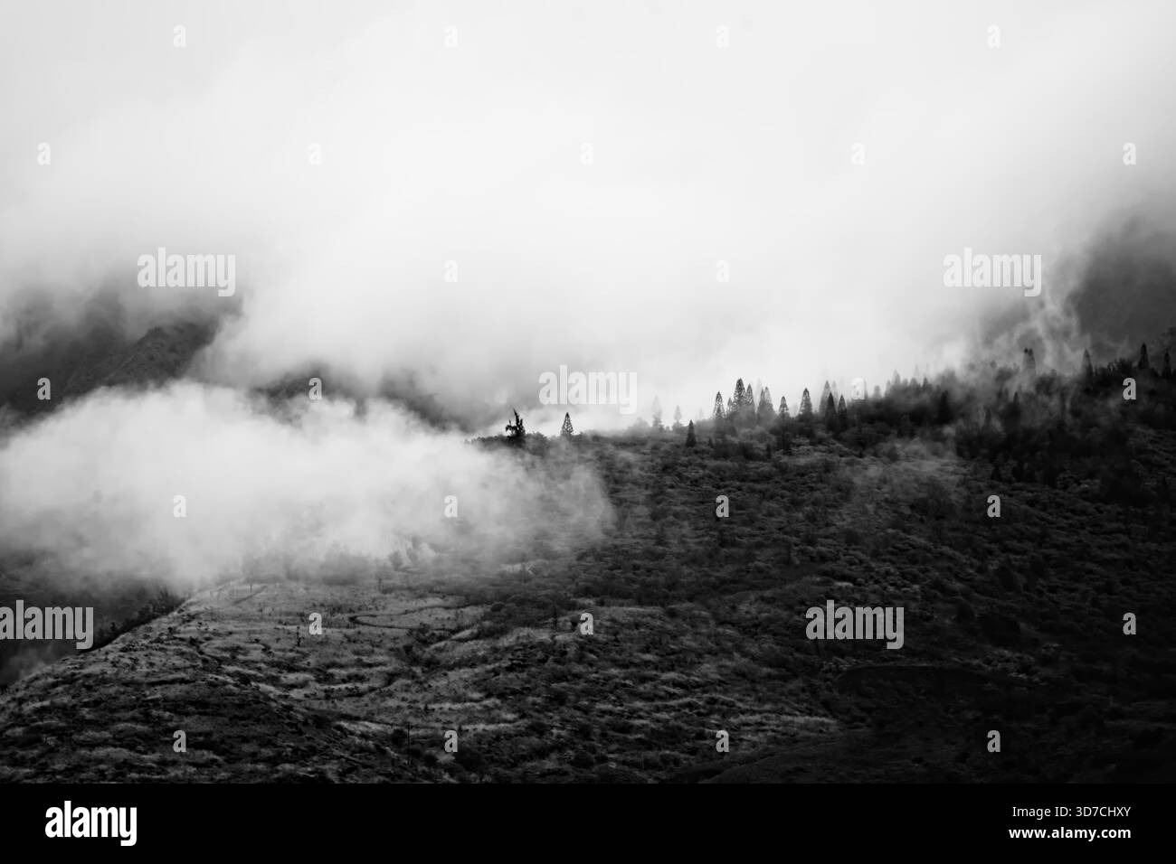 Cresta di montagna in bianco e nero in stile vintage, composizione di paesaggi selvaggi con nuvole, nebbia e pini Foto Stock