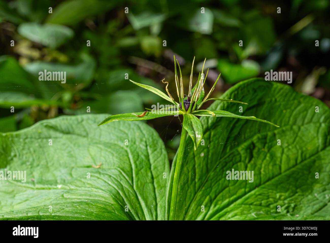 Quattro foglie di Herb Paris si diffondono mentre la pianta mostra la sua struttura distintiva. Questo abitante della foresta si trova spesso in aree ombreggiate che vantano da Foto Stock