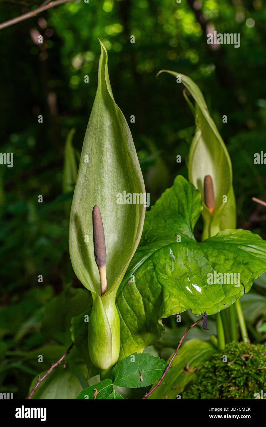 Le caratteristiche piante di pinta di cuculo mostrano le loro spathes allungate e le spezie marroni in una fitta foresta verde che mette in evidenza la loro morfologia unica e h Foto Stock