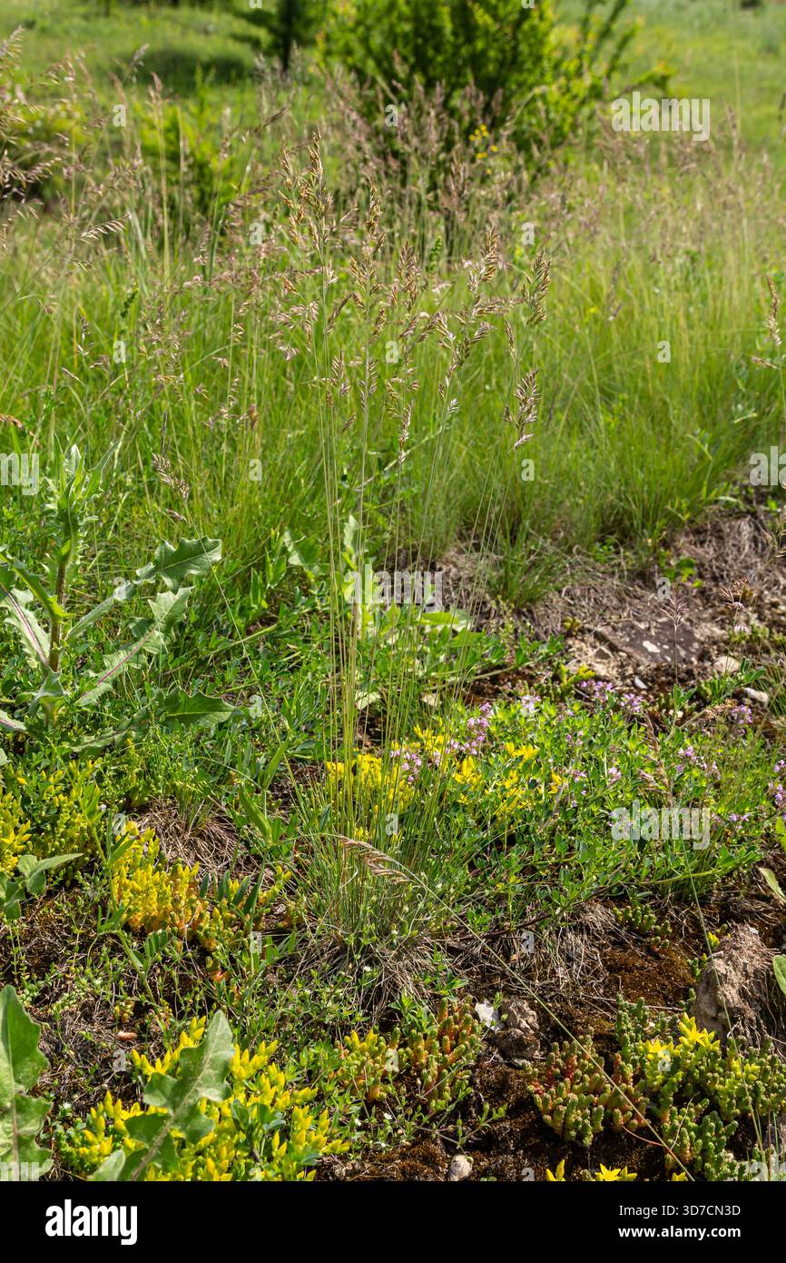In primavera, l'erba comune prospera in un vibrante prato verde, caratterizzato dalla sua ariosa panicola e circondato da vari fiori selvatici che creano un'atmosfera naturale Foto Stock