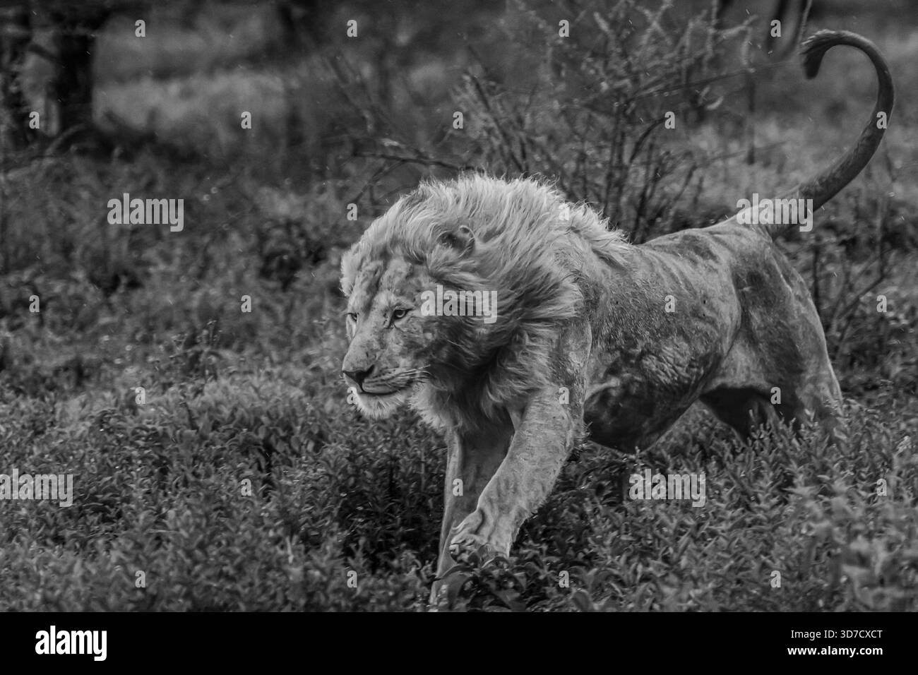 Le forti piogge in Africa orientale hanno iniziato ad alzare il livello dell'acqua quando abbiamo visto un piccolo orgoglio di leoni maschi accoccolati da un tronco di alberi per un riparo. Foto Stock