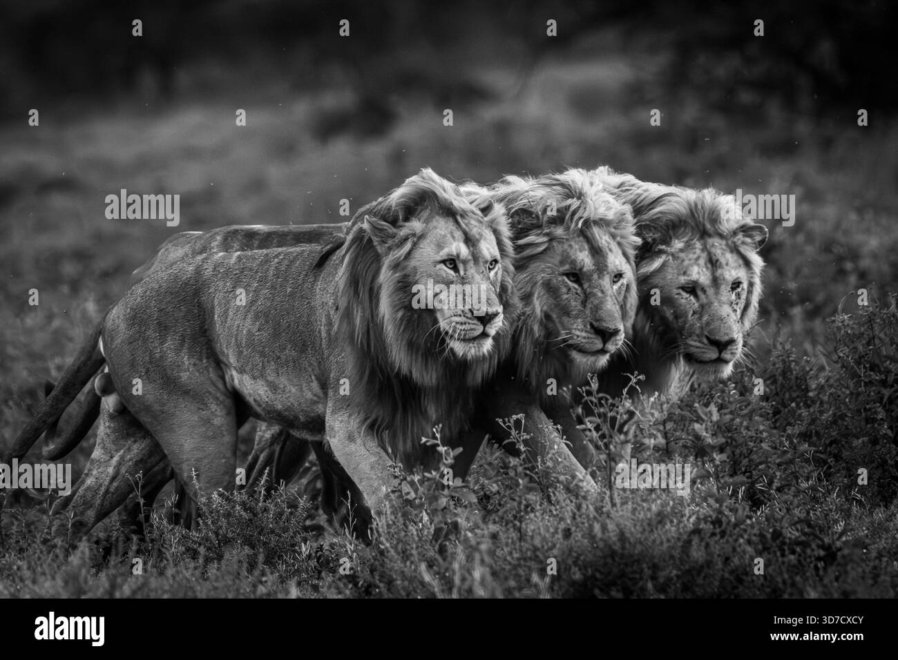 Le forti piogge in Africa orientale hanno iniziato ad alzare il livello dell'acqua quando abbiamo visto un piccolo orgoglio di leoni maschi accoccolati da un tronco di alberi per un riparo. Foto Stock
