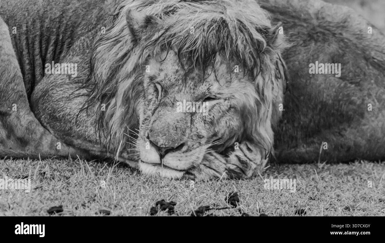 Le forti piogge in Africa orientale hanno iniziato ad alzare il livello dell'acqua quando abbiamo visto un piccolo orgoglio di leoni maschi accoccolati da un tronco di alberi per un riparo. Foto Stock