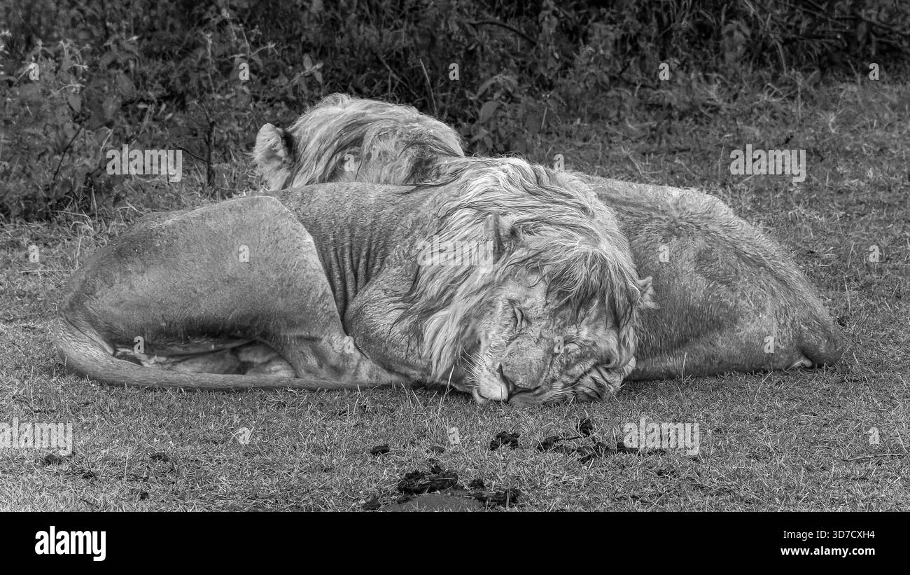 Le forti piogge in Africa orientale hanno iniziato ad alzare il livello dell'acqua quando abbiamo visto un piccolo orgoglio di leoni maschi accoccolati da un tronco di alberi per un riparo. Foto Stock