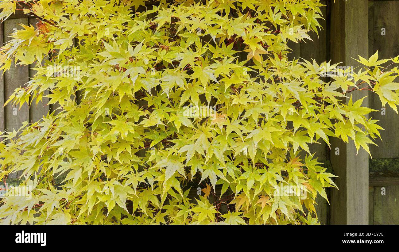 Colori autunnali di colore giallo chiaro sulle foglie di una pianta acer in un giardino all'inglese sul retro. Foto Stock