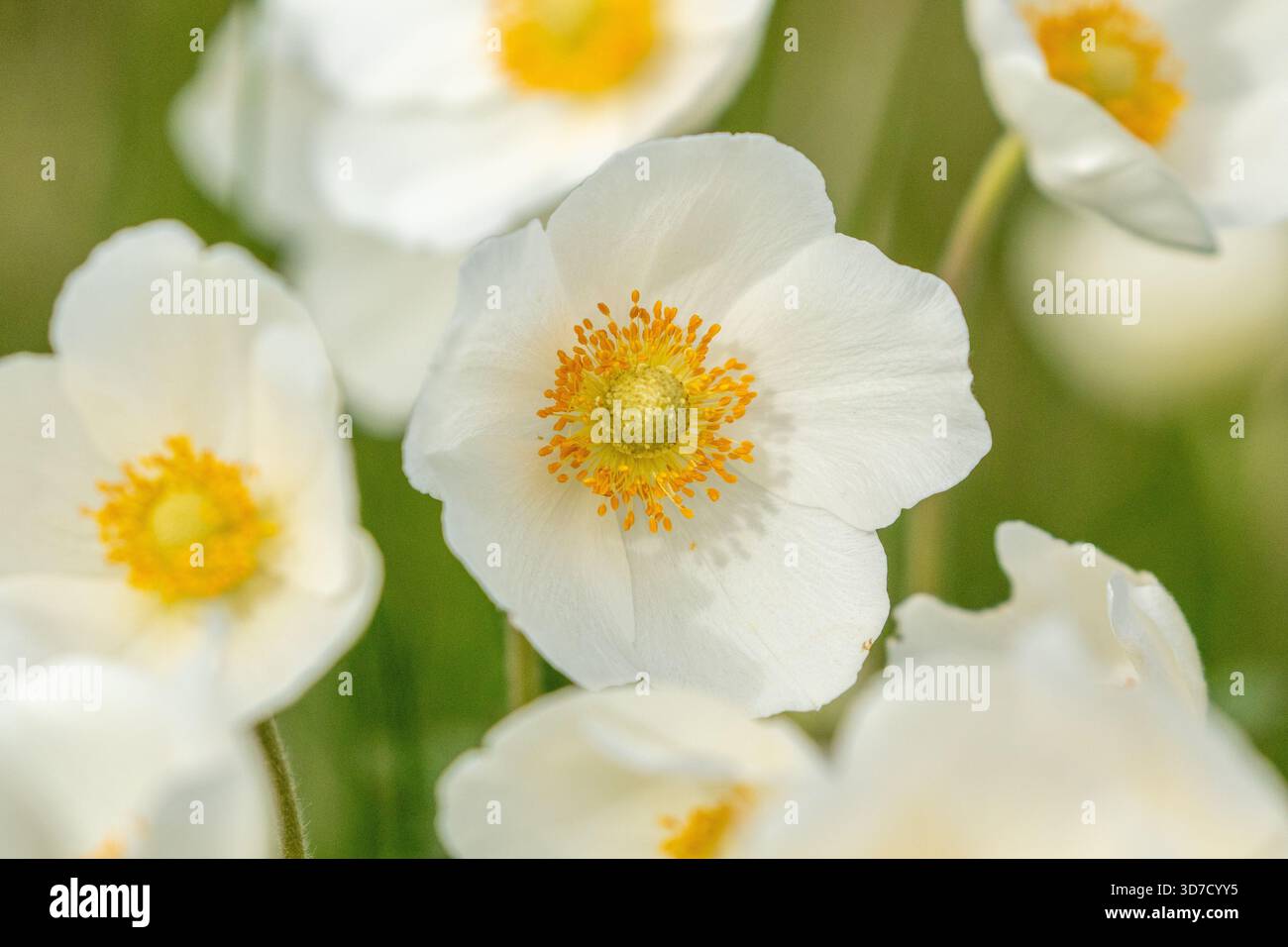 Grandi fioriture bianche di anemone a goccia di neve (Anemone sylvestris) che fioriscono nella natura estone durante maggio e giugno Foto Stock