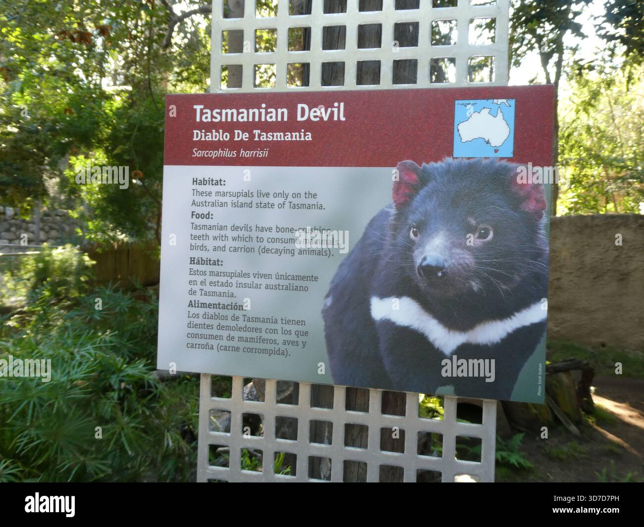 Los Angeles, California, USA 24 novembre 2025 Tasmanian Devil at LA Zoo il 24 novembre 2025 a Los Angeles, California, USA. Foto di Barry King/Alamy Stock Photo Foto Stock
