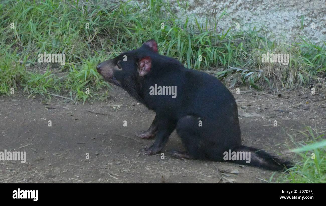 Los Angeles, California, USA 24 novembre 2025 Tasmanian Devil at LA Zoo il 24 novembre 2025 a Los Angeles, California, USA. Foto di Barry King/Alamy Stock Photo Foto Stock
