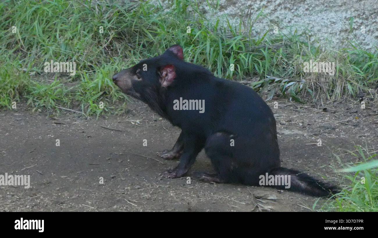 Los Angeles, California, USA 24 novembre 2025 Tasmanian Devil at LA Zoo il 24 novembre 2025 a Los Angeles, California, USA. Foto di Barry King/Alamy Stock Photo Foto Stock