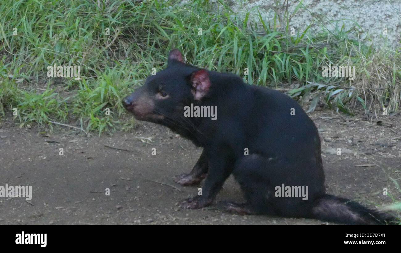 Los Angeles, California, USA 24 novembre 2025 Tasmanian Devil at LA Zoo il 24 novembre 2025 a Los Angeles, California, USA. Foto di Barry King/Alamy Stock Photo Foto Stock