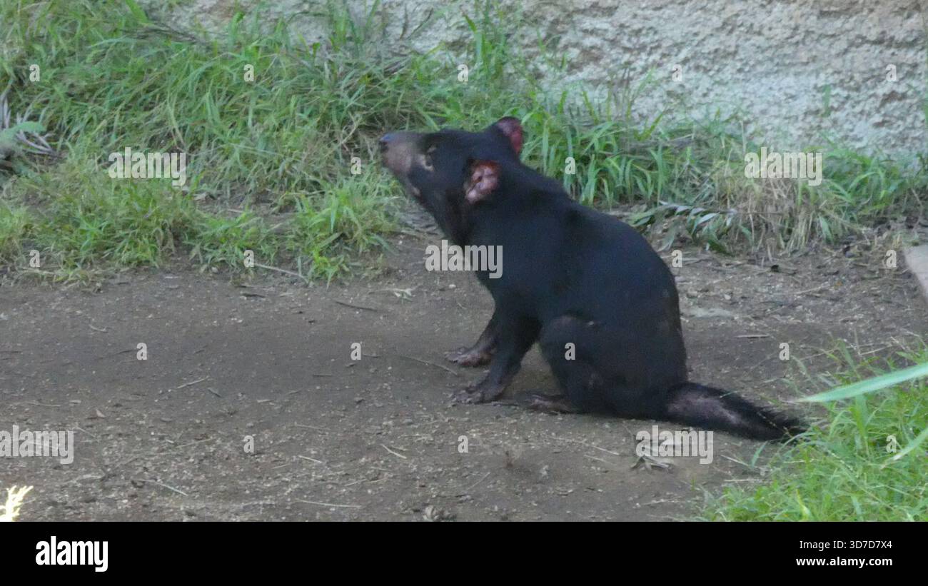 Los Angeles, California, USA 24 novembre 2025 Tasmanian Devil at LA Zoo il 24 novembre 2025 a Los Angeles, California, USA. Foto di Barry King/Alamy Stock Photo Foto Stock