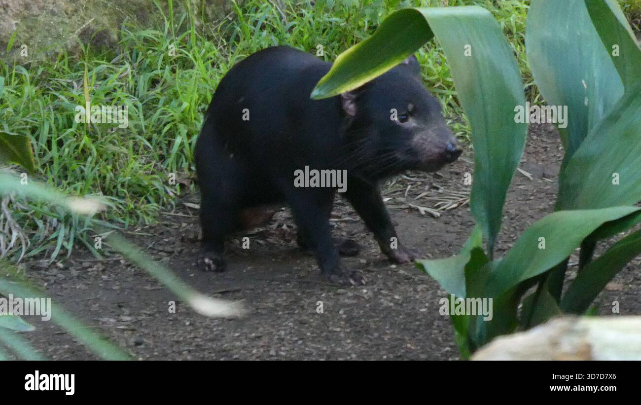 Los Angeles, California, USA 24 novembre 2025 Tasmanian Devil at LA Zoo il 24 novembre 2025 a Los Angeles, California, USA. Foto di Barry King/Alamy Stock Photo Foto Stock