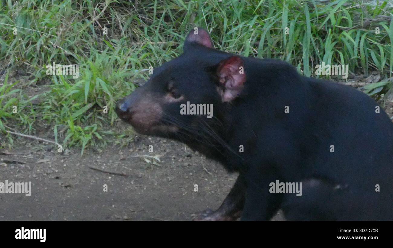Los Angeles, California, USA 24 novembre 2025 Tasmanian Devil at LA Zoo il 24 novembre 2025 a Los Angeles, California, USA. Foto di Barry King/Alamy Stock Photo Foto Stock
