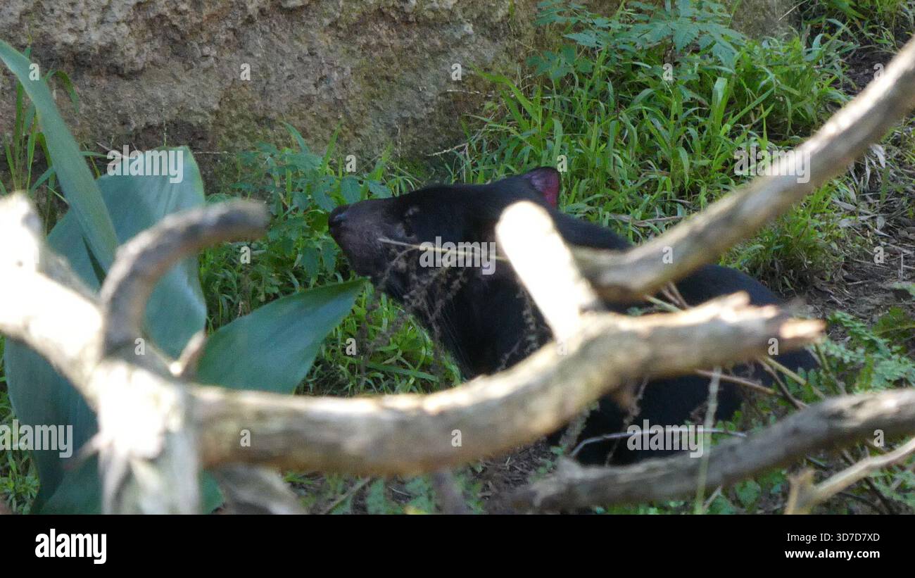 Los Angeles, California, USA 24 novembre 2025 Tasmanian Devil at LA Zoo il 24 novembre 2025 a Los Angeles, California, USA. Foto di Barry King/Alamy Stock Photo Foto Stock