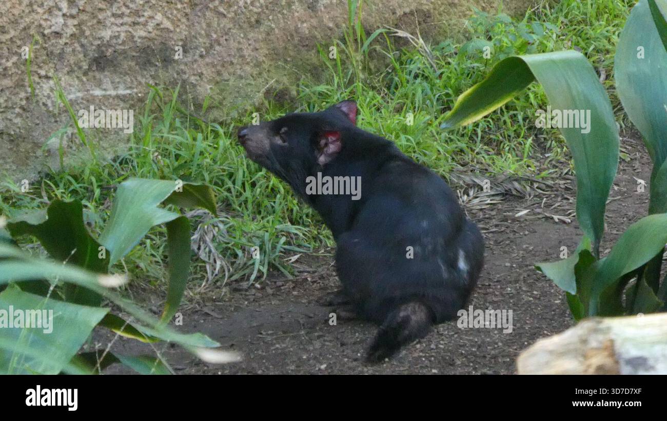 Los Angeles, California, USA 24 novembre 2025 Tasmanian Devil at LA Zoo il 24 novembre 2025 a Los Angeles, California, USA. Foto di Barry King/Alamy Stock Photo Foto Stock