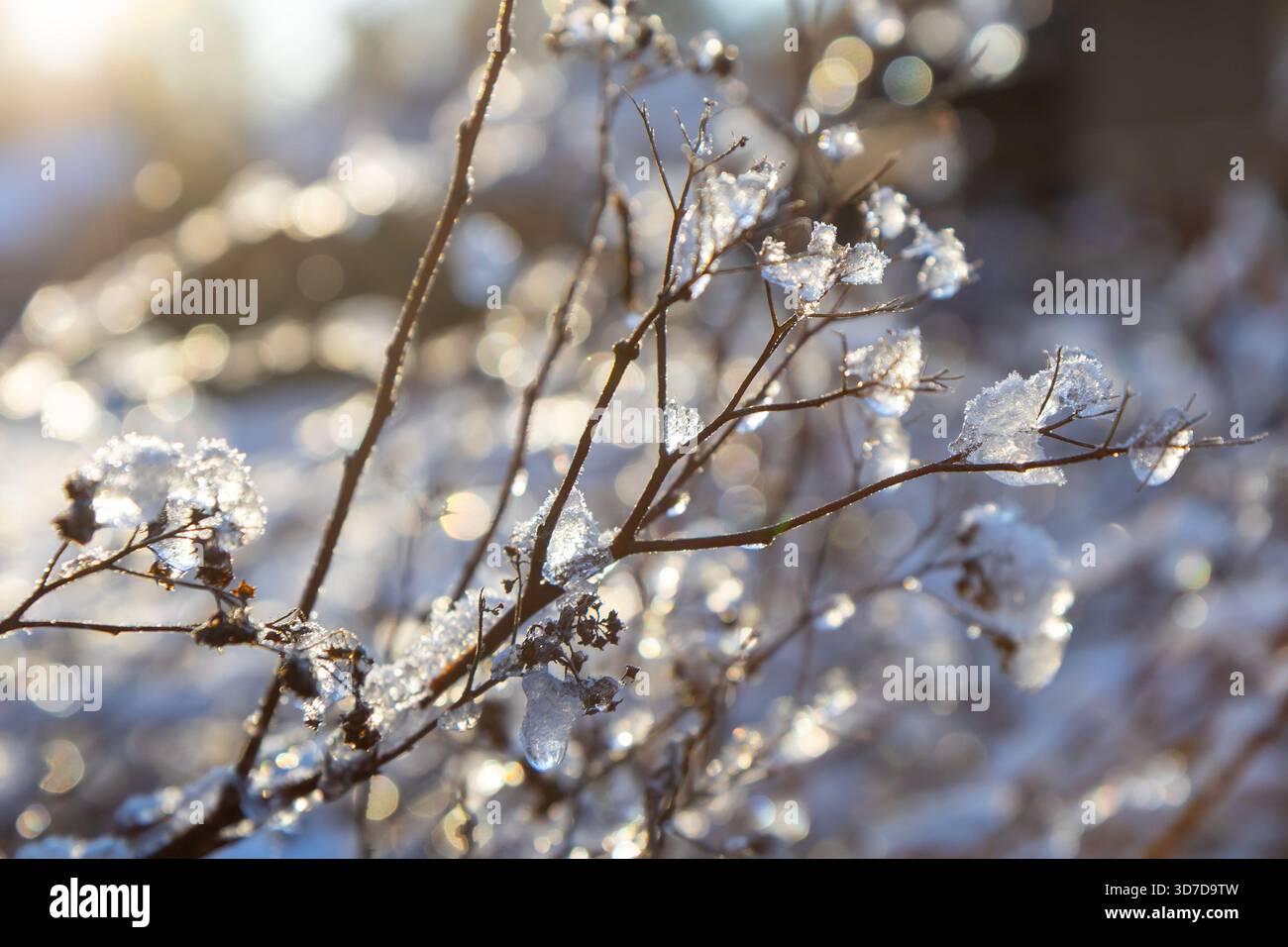 Vista macro della pianta congelata illuminata dalla calda luce del sole, i suoi dettagli ghiacciati scintillano sullo sfondo del freddo inverno. Naturale, biologico, ecologico sc Foto Stock